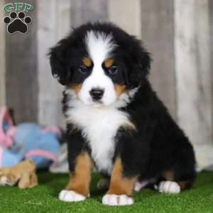 Chuck, Bernese Mountain Dog Puppy